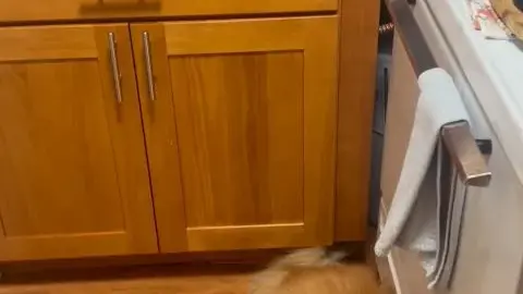 knottydevil 2023 04 17 In this series of clips adorgeous is tied up in lingerie an e27e