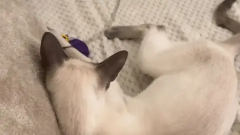 [OF+Reddit Megapack] Mia Bluebird 0i6413eg2qxjbnklnklst source