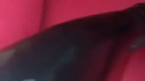 evilwoman evilwoman 2019 07 31 47921518