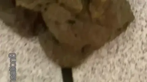 Brownsensations Brownsensations Public Shits 4