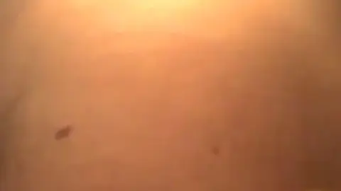 auntjudys com – Complete Siterip Bee (bee-bee002) – bee-shows-off-her-