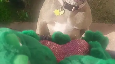 stellaaeternum stellaaeternum 2023 01 19 2748377205