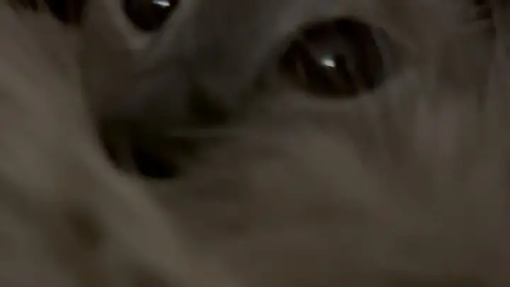 Mia Bluebird – OF+Reddit Megapack Cuddling Cat Scene