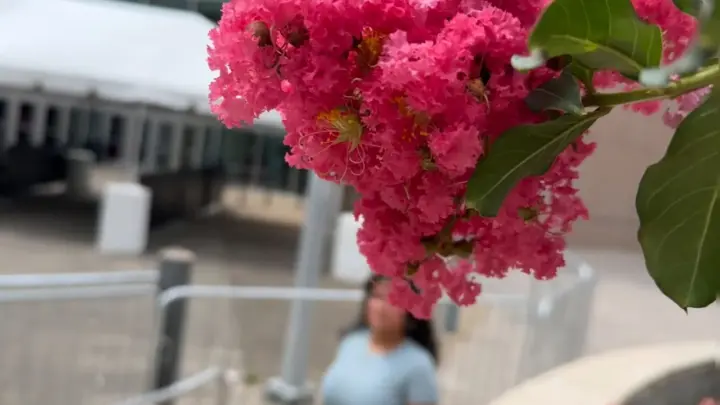 TanlinesNGoodTimes – Latina Curvy Tattoo Outdoor Walk