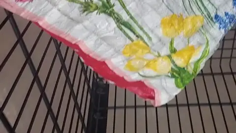 stellaaeternum stellaaeternum 2024 01 12 3159731692