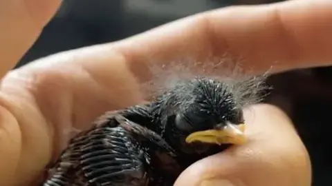 beeboo girl – I guess this is something what you will not expect here