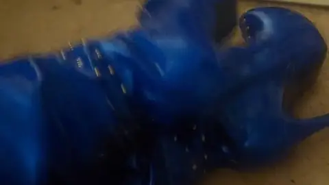 stellaaeternum stellaaeternum 2025 09 19 4050191602