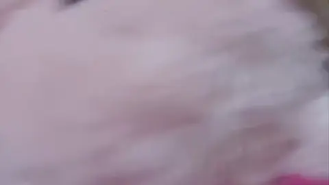 stellaaeternum stellaaeternum 2024 03 16 2684653742