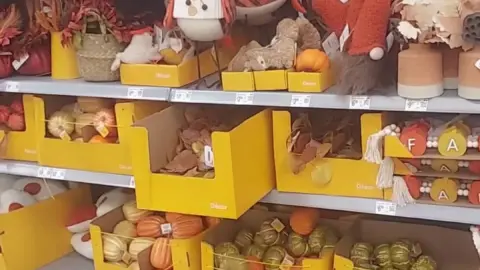 stellaaeternum stellaaeternum 2024 09 07 3474053230