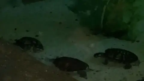 OnlyFans TanlinesNGoodTimes – Brunette in Aquarium Scene