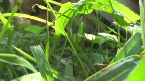 Boundhotties fulllength PayN