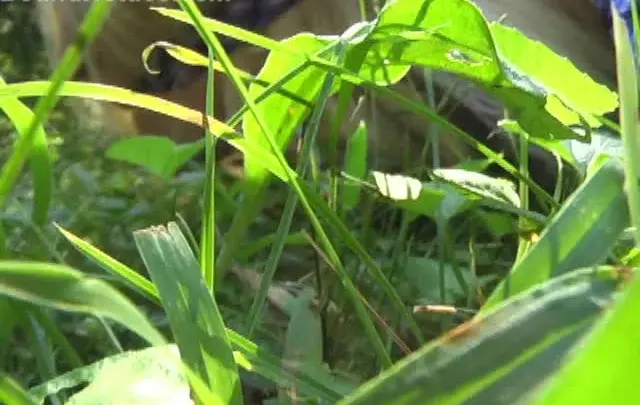 Boundhotties fulllength PayN